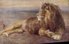 CPA Felin Lion