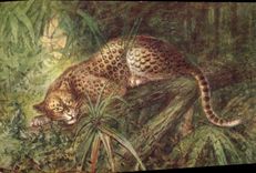 CPA Felin Jaguar
