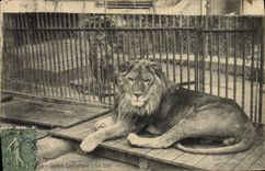 CPA Felin Paris Jardin zoologique Le lion