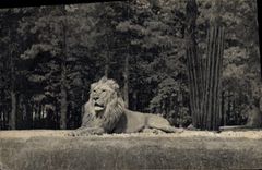 CPA Felin Lion Museum d'histoire naturelle Parc Zoologique Bois de Vincennes Un lion sur son plateau