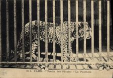 VINTAGE POSTCARD Cat-like Paris Botanical garden the panther