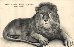 CPA Felin Paris Jardin des plantes Lion d'Afrique