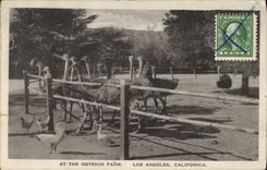 CPA Autruche At the Ostrich farm Los Angeles California