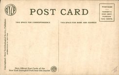 VINTAGE POSTCARD Ostrich African Ostrich New York zoological park Zoo