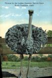 CPA Autruche Plumes for the ladies Cawston Ostrich Farm South Pasadena California