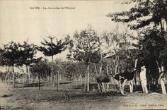 VINTAGE POSTCARD Ostrich Guinea Kayes Ostriches of the hospital