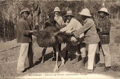 CPA Autruche Madagascar Recolte des plumes d'Autruches a Tulear 