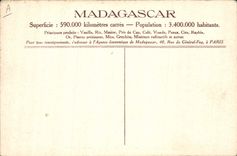 CPA Autruche Madagascar Recolte des plumes d'Autruches a Tulear