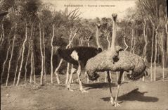 VINTAGE POSTCARD Madagascar Couples Ostriches