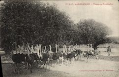 VINTAGE POSTCARD Madagascar Herd of ostriches