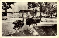 VINTAGE POSTCARD Paris Zoological garden of Vincennes Ostriches