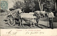 CPA Folklore Pyrenees Un Attelage de boeufs 