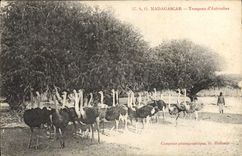 CPA Madagascar Troupeau d'autruches 