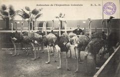 VINTAGE POSTCARD Ostriches of the colonial exposure