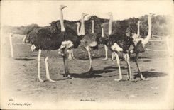 VINTAGE POSTCARD Ostriches