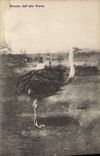 VINTAGE POSTCARD Ostrich Struzzo LED Barca viola