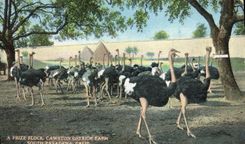 VINTAGE POSTCARD Autruches has prize flock Cawston Ostrich Farm South Pasadena California