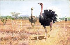 VINTAGE POSTCARD Ostrich Afrikanischer Strauss