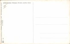 VINTAGE POSTCARD Ostrich Afrikanischer Strauss