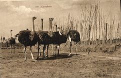 VINTAGE POSTCARD Autrucherie