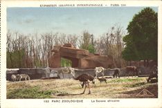 VINTAGE POSTCARD Paris Exposition colonial international Paris 1931 Zoological gardens the ostriches African savanna Streaks