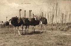 CPA Autrucherie