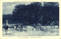 CPA Paris Exposition coloniale internationale Paris 1931 Parc zoologique Les autruches La savane africaine Zebre