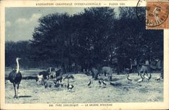 CPA Paris Exposition coloniale internationale Paris 1931 Parc zoologique Les autruches La savane africaine Zebre