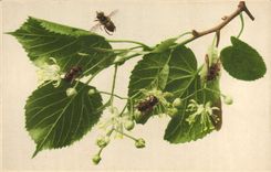 CPA Insectes