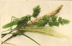 CPA Insectes Criquet