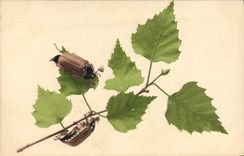 CPA Insectes