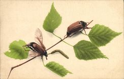 CPA Insectes