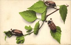CPA Insectes