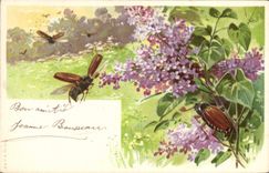 CPA Insectes