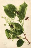CPA Insectes
