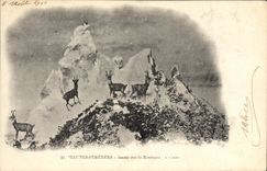 VINTAGE POSTCARD Folklore the High Pyrenees Isards on the mountain