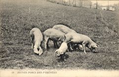 CPA Jeunes porcs des Pyrenees Cochons Porcs