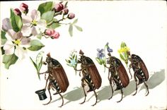 CPA Insectes