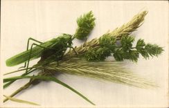 CPA Insecte Criquet