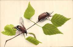 CPA Insectes
