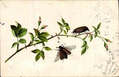 CPA Insectes 