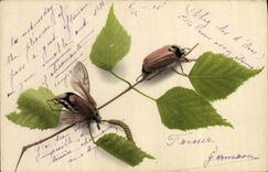 CPA Insectes 