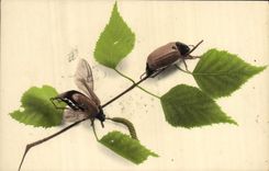 CPA Insectes 