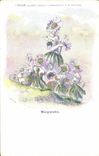 VINTAGE POSTCARD Fantasy Marguerite Flowers