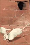 CPA Souris blanche