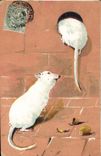 CPA Souris blanche