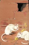 CPA Souris blanche