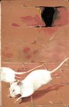 CPA Souris blanche