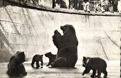CPM Berne La fosse aux ours 