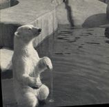 CPA Parc Zoologique du Bois de Vincennes Zoo Un ours blanc 